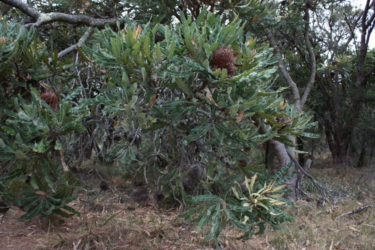 Banksia menziesii FileBanksia menziesii with persistent floretsjpg Wikimedia Commons