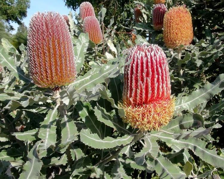 Banksia menziesii GardensOnline Banksia menziesii