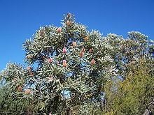 Banksia menziesii httpsuploadwikimediaorgwikipediacommonsthu