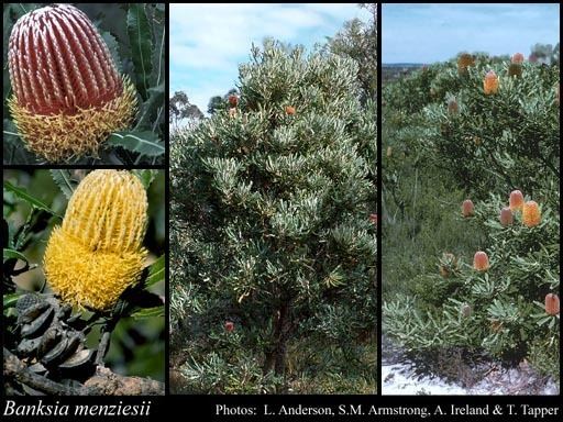 Banksia menziesii Banksia menziesii RBr FloraBase Flora of Western Australia