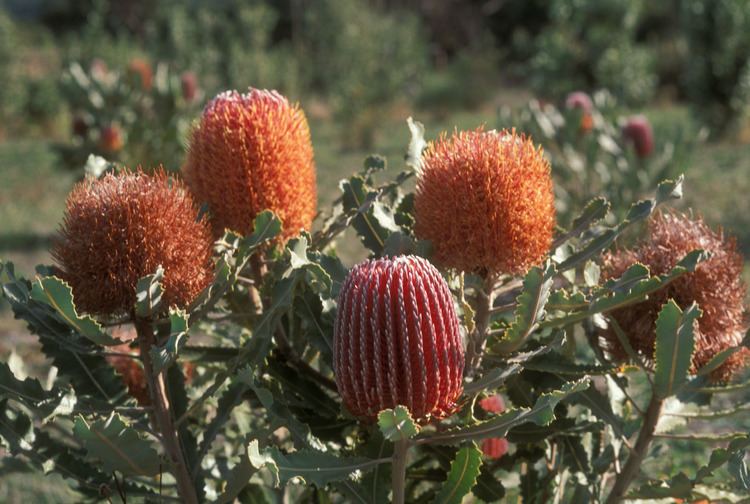 Banksia menziesii Banksia menziesii Proteaceae image 29125 at DiversityOfLifeorg