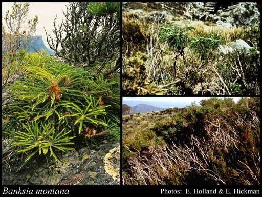 Banksia montana httpsflorabasedpawwagovausciencetimage32