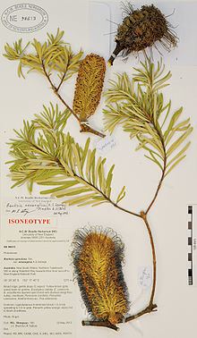 Banksia neoanglica httpsuploadwikimediaorgwikipediacommonsthu