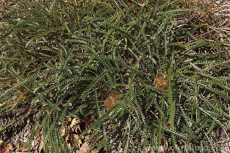 Banksia nivea Banksia nivea Photo Royalty Free Banksia Stock Image CFGq396jpg