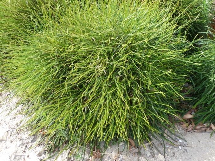 Banksia nivea Banksia Nivea Syn Dryandra Nivea Lullfitz Nursery