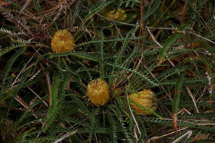 Banksia nivea Banksia nivea Wikipedia