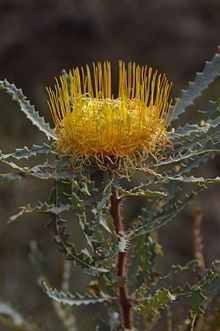 Banksia nobilis httpsuploadwikimediaorgwikipediacommonsthu