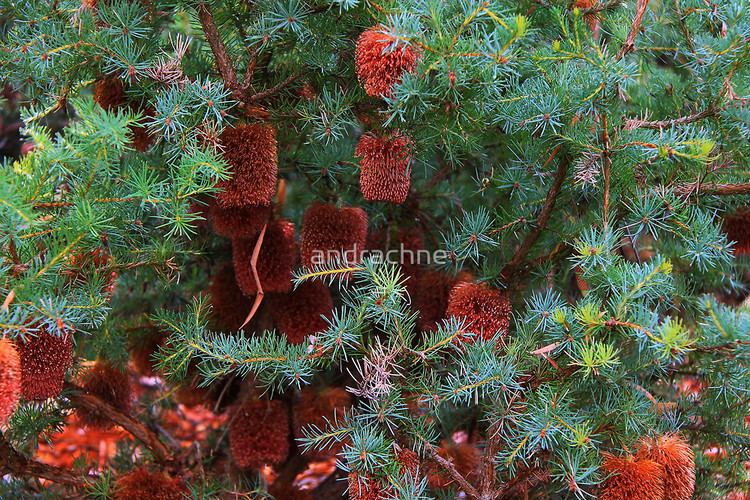 Banksia nutans Banksia nutansquot by andrachne Redbubble