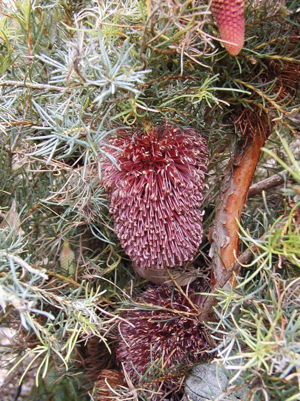 Banksia nutans httpsuploadwikimediaorgwikipediacommons33