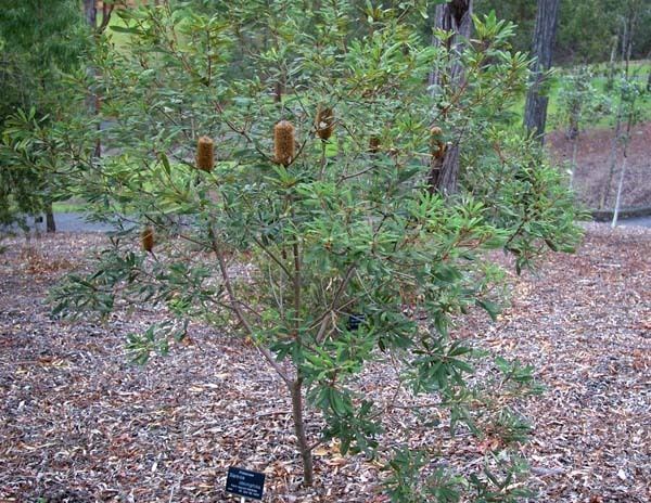Banksia oblongifolia Banksia oblongifolia Fernleaved Banksia