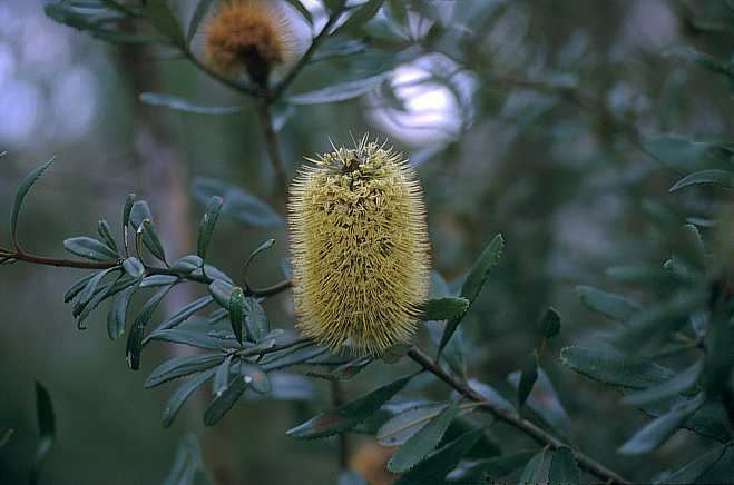 Banksia oblongifolia Banksia