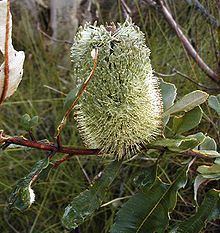Banksia oblongifolia httpsuploadwikimediaorgwikipediacommonsthu