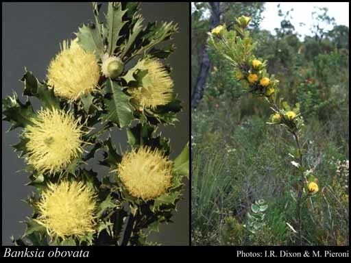 Banksia obovata httpsflorabasedpawwagovausciencetimage32