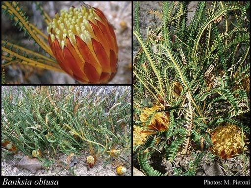 Banksia obtusa httpsflorabasedpawwagovausciencetimage32