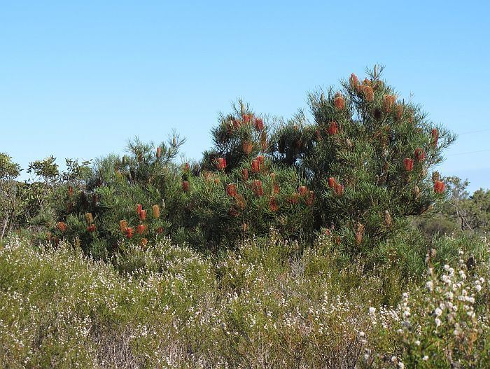 Banksia occidentalis 1bpblogspotcomoTyoS6yhFQcT9xJbDoKS6IAAAAAAA