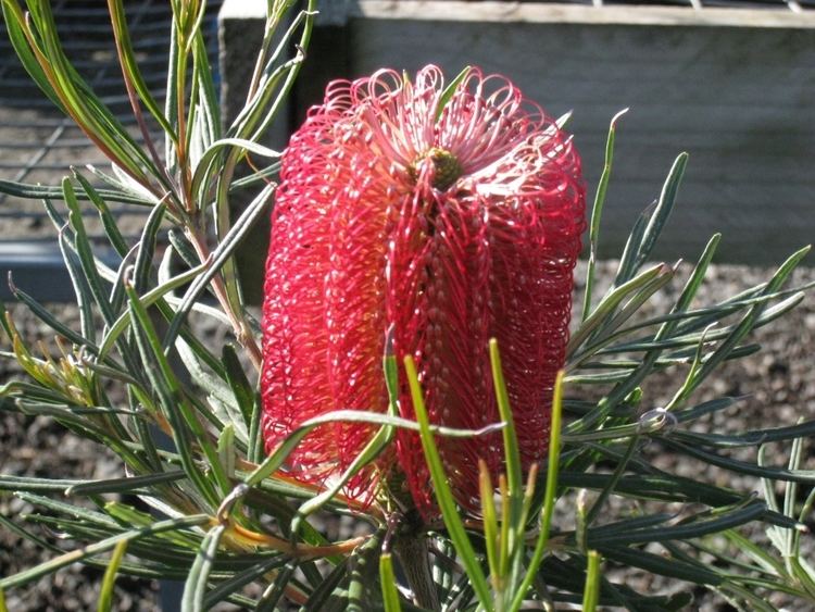 Banksia occidentalis Banksia occidentalis Waterbush Banksia Gardening With Angus