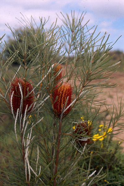 Banksia occidentalis Banksia occidentalis Australian Native Plants Plants 8007016517