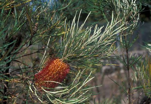 Banksia occidentalis Banksia occidentalis Red Swamp Banksia