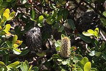 Banksia oreophila httpsuploadwikimediaorgwikipediacommonsthu
