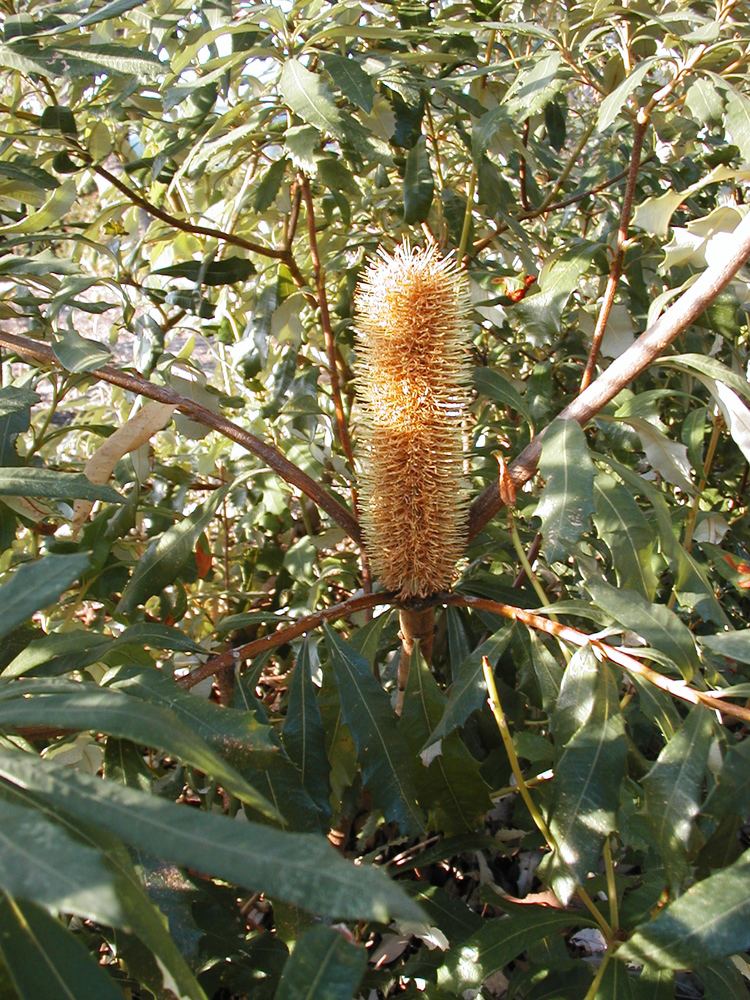 Banksia paludosa httpsuploadwikimediaorgwikipediacommonsee