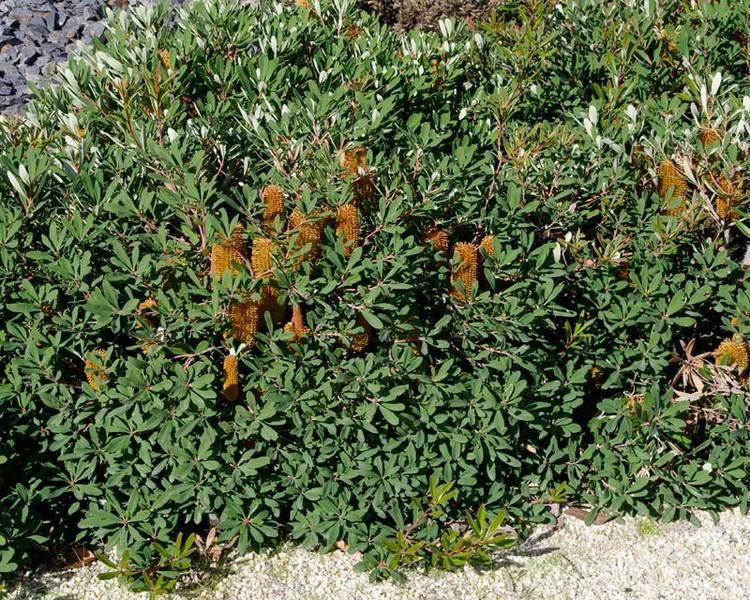 Banksia paludosa GardensOnline Banksia paludosa dwarf selection