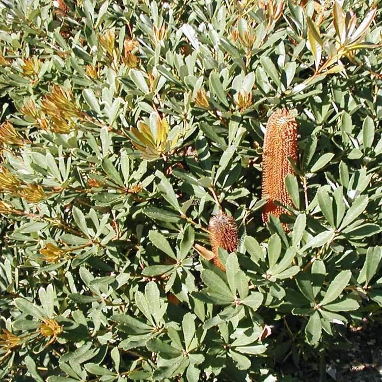 Banksia paludosa Australian Seed BANKSIA paludosa