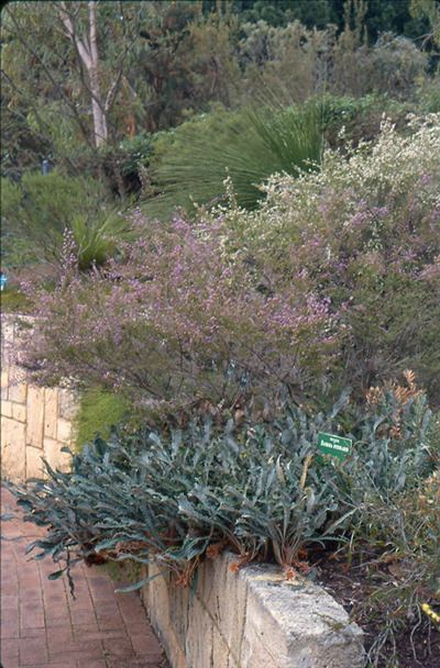 Banksia petiolaris Banksia petiolaris Australian Native Plants Plants 8007016517