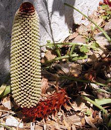 Banksia petiolaris httpsuploadwikimediaorgwikipediacommonsthu