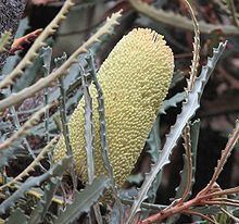 Banksia pilostylis httpsuploadwikimediaorgwikipediacommonsthu