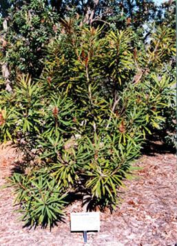 Banksia plagiocarpa Banksia plagiocarpa Australian Native Plants Plants 8007016517