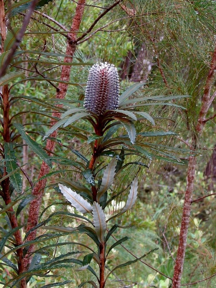 Banksia plagiocarpa httpsuploadwikimediaorgwikipediacommonsdd