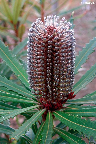 Banksia plagiocarpa Bplagjpg