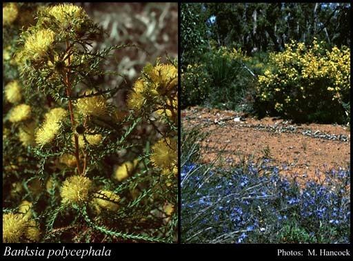 Banksia polycephala httpsflorabasedpawwagovausciencetimage32