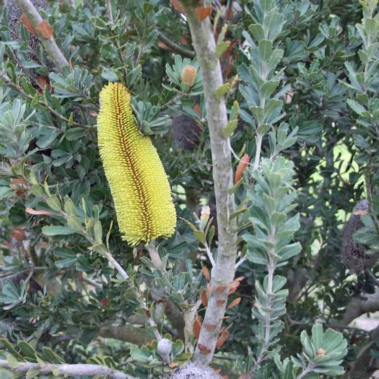 Banksia praemorsa Australian Seed BANKSIA praemorsa Yellow Flowers