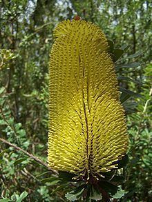 Banksia praemorsa httpsuploadwikimediaorgwikipediacommonsthu