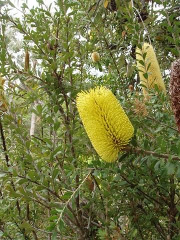 Banksia praemorsa Banksia praemorsa Australian Native Plants Plants 8007016517