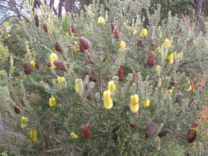 Banksia praemorsa Banksia Praemorsa Lullfitz Nursery