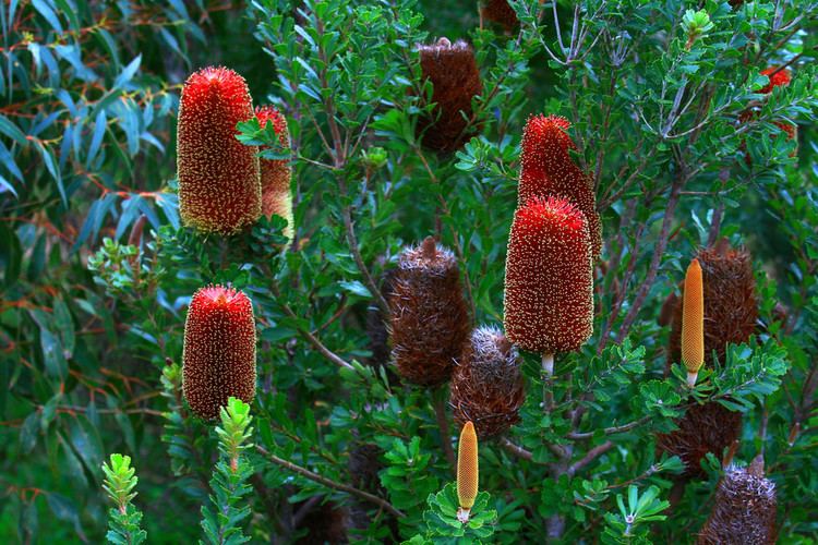 Banksia praemorsa Banksia praemorsa yarren2 Flickr