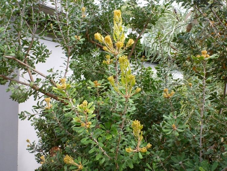 Banksia praemorsa Banksia praemorsa Cut Leaf Banksia Gardening With Angus