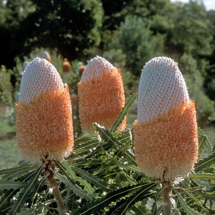 Banksia prionotes Australian Seed BANKSIA prionotes