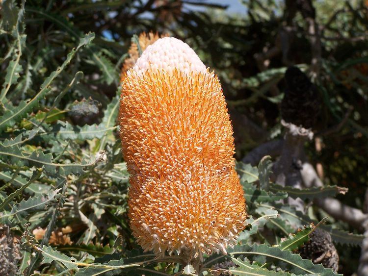 Banksia prionotes Banksia prionotes Wikipedia la enciclopedia libre