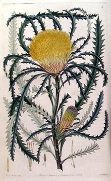 Banksia prolata httpsuploadwikimediaorgwikipediacommonsthu