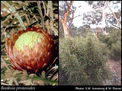Banksia proteoides httpsflorabasedpawwagovausciencetimage32