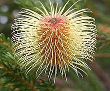Banksia pulchella httpsuploadwikimediaorgwikipediacommonsthu