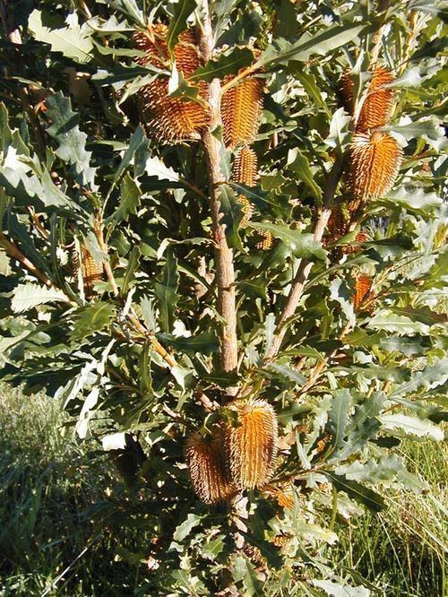 Banksia quercifolia wwwozanimalscomimagealbumsplantsOzPlantBank