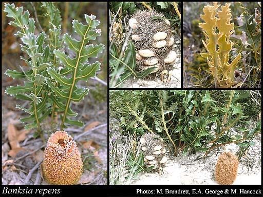 Banksia repens Banksia repens Labill FloraBase Flora of Western Australia