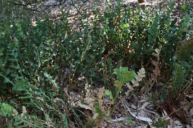 Banksia repens Banksia repens Wikipedia