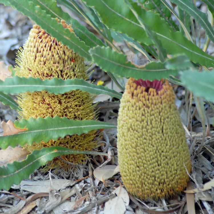 Banksia repens Australian Seed BANKSIA repens
