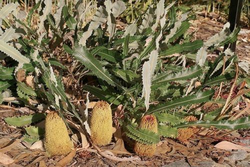 Banksia repens CREEPING BANKSIA Banksia repens 10 seeds eBay