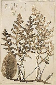 Banksia repens httpsuploadwikimediaorgwikipediacommonsthu